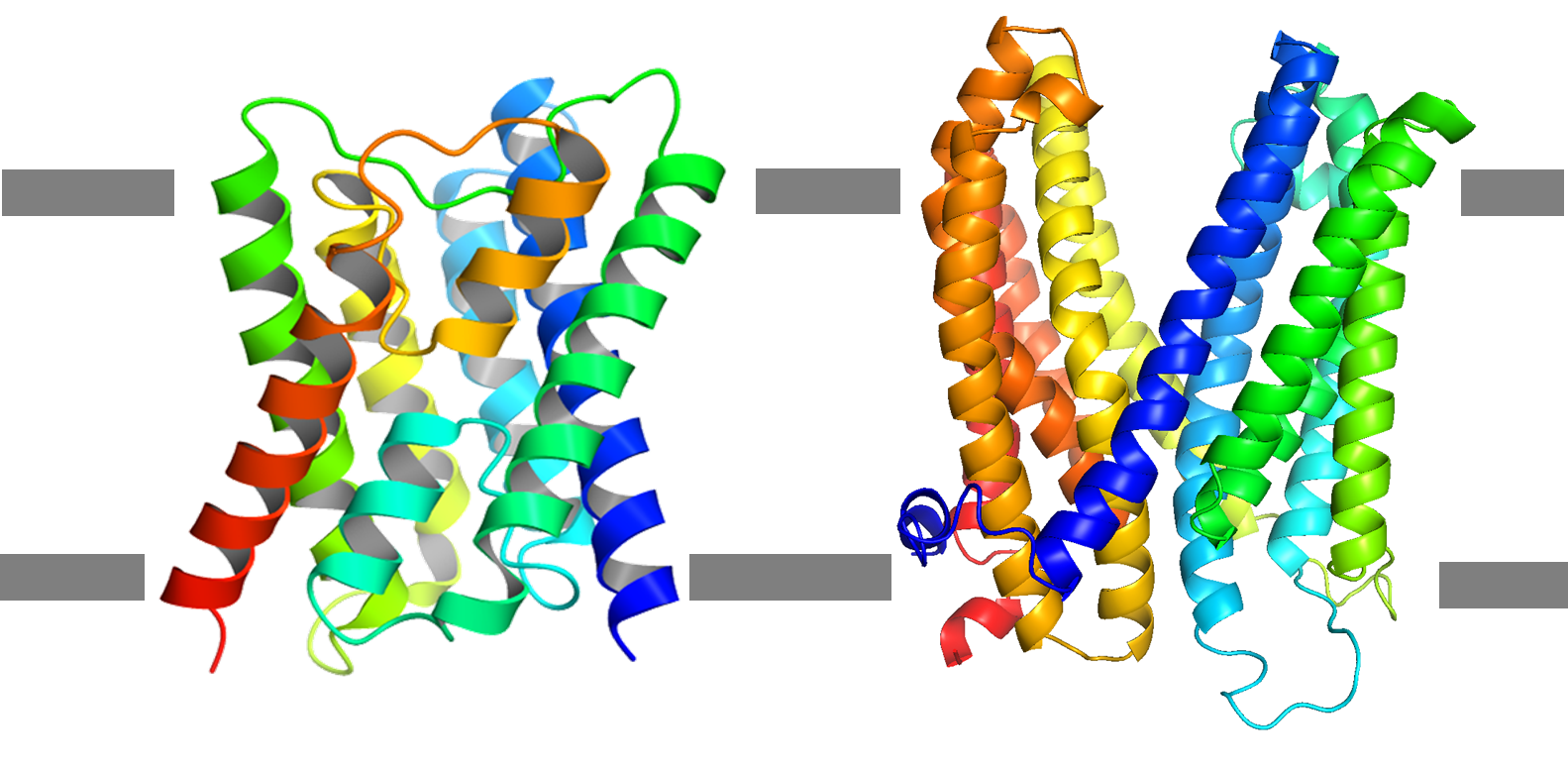 図2. イネのケイ酸輸送体Lsi1（左）とオオムギのクエン酸輸送体AACT1（右）